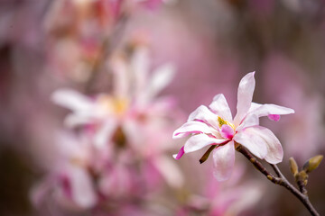 Blooming magnolia in spring. Beautiful buds of pink flowers close-up with blurred space for text.