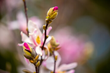 Blooming magnolia in spring. Beautiful buds of pink flowers close-up with blurred space for text.