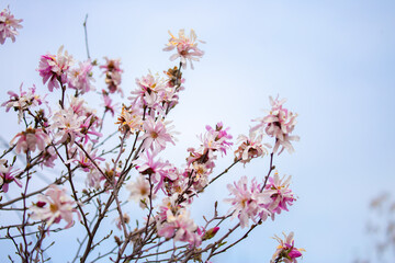 Blooming magnolia in spring. Beautiful buds of pink flowers close-up with blurred space for text.