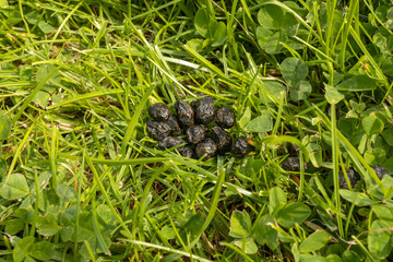 Pile of round dark rabbit droppings on green lawn with grass blades and clover