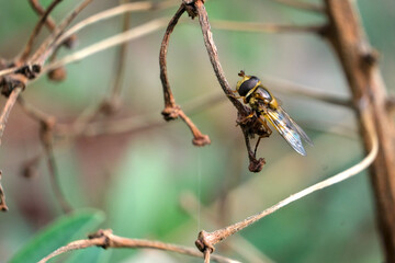 Bee resting on a dry branch.