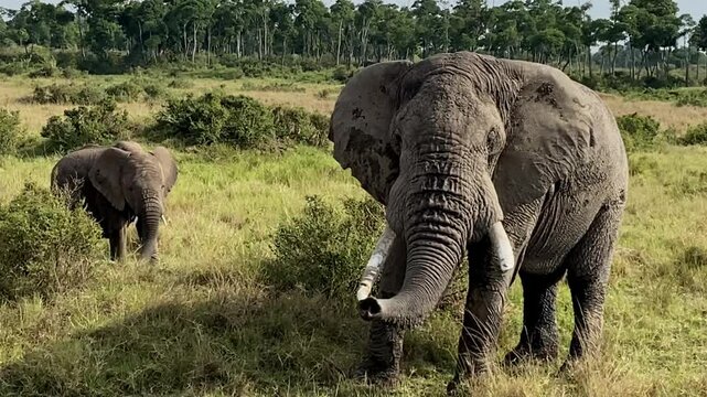 Big African elephants in the Savannah