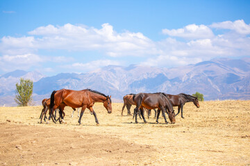 A herd of horses graze in the meadow in summer, eat grass, walk and frolic. Pregnant horses and...
