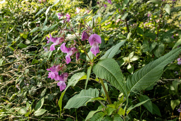 Obraz premium Himalayan balsam, Indian balsam, Jumping jack, Policeman's helmet (Impatiens glandulifera) purple flowering annual plant growing along riverbank in summer
