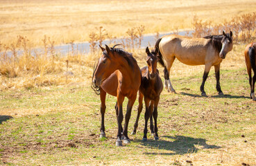 Fototapeta premium A herd of horses graze in the meadow in summer, eat grass, walk and frolic. Pregnant horses and foals, livestock breeding concept.