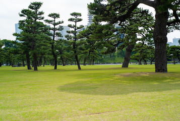 trees in the park
