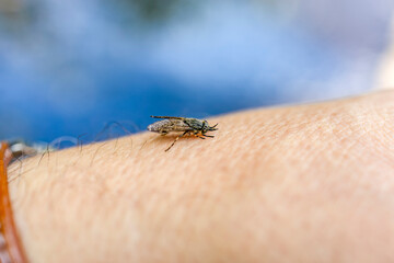 Female Common horse fly or Cleg fly (Haematopota pluvialis) biting and sucking blood from a human hand skin close-up