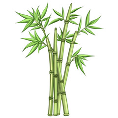 Branches of bamboo PNG cutout isolated on white transparent background.