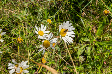 Drone Fly on Oxeye daisy (Leucanthemum vulgare) moon daisy, moonpenny, large white daisy-like flowers white petals and yellow centre in roadside verge