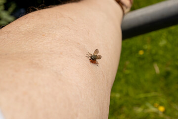 Obraz premium Female Common horse fly or Cleg fly (Haematopota pluvialis) biting and sucking blood from a human upper forearm skin close-up