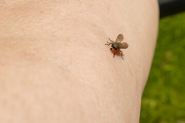 Female Common horse fly or Cleg fly (Haematopota pluvialis) biting and sucking blood from a human...