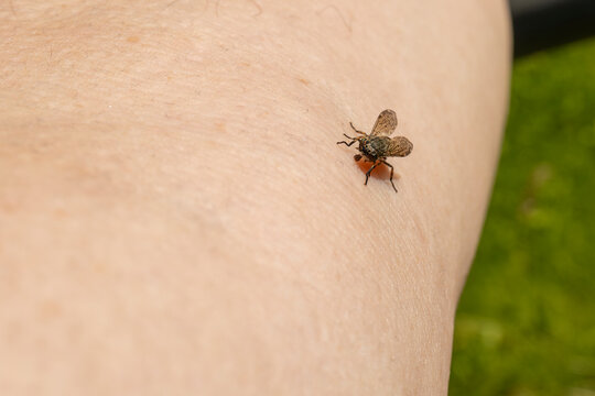 Female Common horse fly or Cleg fly (Haematopota pluvialis) biting and sucking blood from a human upper forearm skin close-up