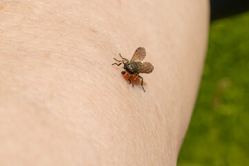 Female Common horse fly or Cleg fly (Haematopota pluvialis) biting and sucking blood from a human upper forearm skin close-up