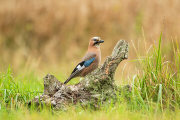 A jay sitting on a stump against a warm autumn background
