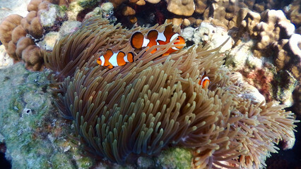Clown fish, Anemonefish (Amphiprion ocellaris) swim among the tentacles of anemones.