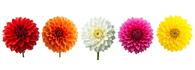 Vibrant Arrangement of Colorful Dahlia Blooms in a Row isolated white background
