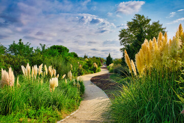 Park with a winding path flanked by numerous pampas clumps and a very cloudy sky.