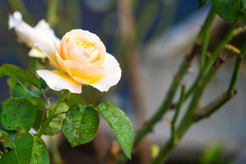 A Cluster of Garden Roses