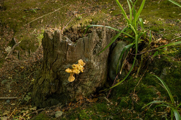 Yellow Chicken of the Woods Mushroom Fungus on woodland decaying oak tree trunk stump (sulphur polypore, chicken mushroom, sulphur shelf,  laetiporus sulphureus