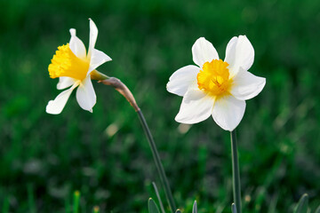 Two white daffodils with yellow centers blooming on green grass