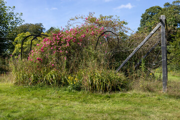 Overgrown, broken and abandoned rose arch tunnel with pink climbing roses, grasses, weeds and apple tree