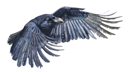 Raven crow on white background 