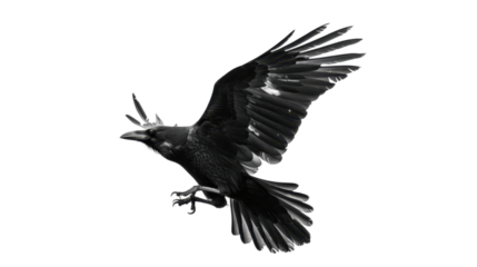 Raven crow on white background 