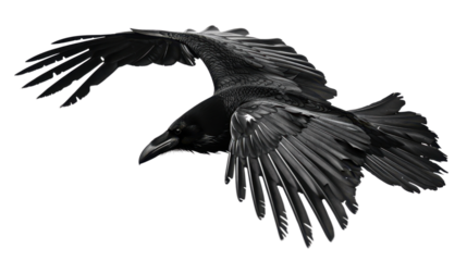Raven crow on white background 
