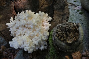 A beautiful unusual mushroom that looks like a coral - Hericium coralloides, commonly known ascoral tooth fungus. It grows on dead hardwood trees. It is edible and good when young.