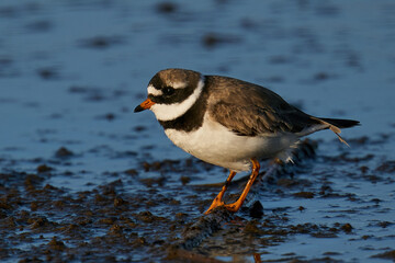 Common ringed plover (Charadrius hiaticula)