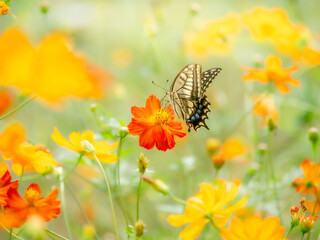 秋の公園や花壇を彩るコスモス（キバナコスモス）のある風景。コスモスとキアゲハ。背景。自然風景素材。