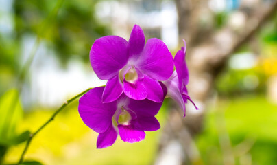 Flowers purple orchid close up on blurred nature background. Orchids blooming on the streets of...