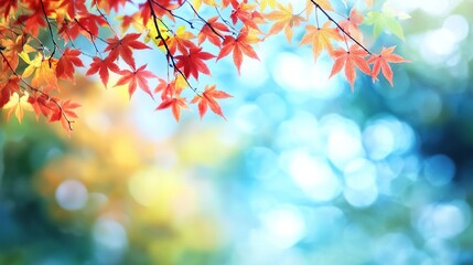 Fototapeta premium Vibrant autumn leaves against a blurred background.
