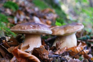 The mushroom Boletus edulis, also known as  penny bun, cep, porcino or porcini in forest. Edible and very tasty. 