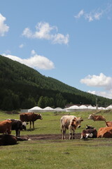 Obraz premium Mongolia's open fields and cattle 03