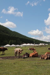 Obraz premium Mongolia's open fields and cattle 04