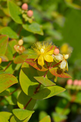 St. Johns Wort Magical Beauty flowers