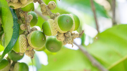 Lithocarpus fruit. Trees rarely to 20 m tall. Lithocarpus is a genus in the bewuk family, Fagaceae....