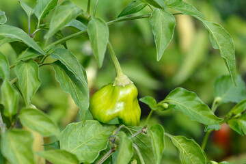 Chilli pepper plant Christmas Bell immature fruit