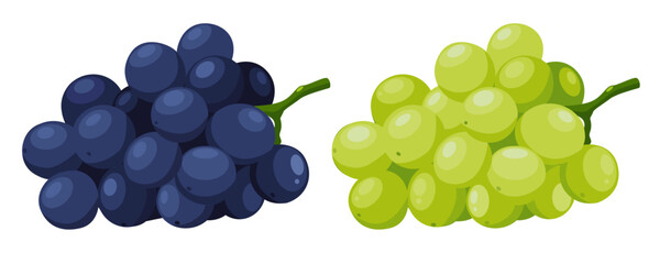 grape isolated on white background .Vector illustration	