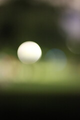 lights in the evening garden