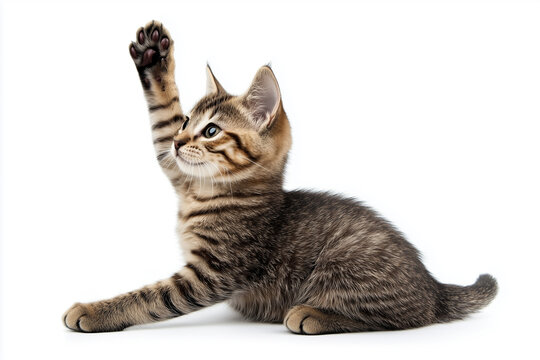 The cat raised its paw up, cat gives five