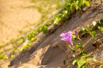 Ipomoea piscaena, morning glory, wild climbing plant. Ipomoea biloba flower on a sandy beach. Contains substances with antihistamine action, suppresses jellyfish poison and insect bites.