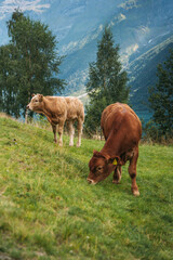 Naklejka premium cows in the mountains