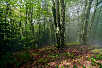 Urwald im Biogradska Gora Nationalpark, Montenegro // Primeval forest in Biogradska Gora National...