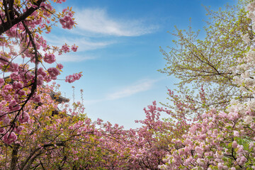 Naklejka premium Cherry blossoms at Qinglong Temple in Xi'an, China in spring