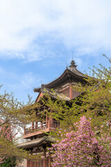 Cherry blossoms at Qinglong Temple in Xi'an, China in spring
