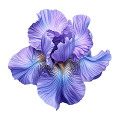 Realistic Purple Iris Flower Isolated on Black Background