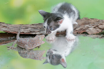 A kitten is posing threateningly as a tokay gecko approaches it. This mammal, which is often used as a pet, has the scientific name Felis catus.