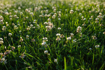  Close-Up of White Clover Flowers in Green Meadow